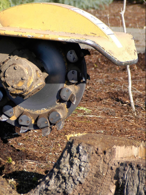 Stump Grinding & Removal — San Diego, CA — CM Precision Tree And Landscape Maintenance Inc.