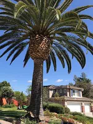 Palm Tree Maintenance — San Diego, CA — CM Precision Tree And Landscape Maintenance Inc.