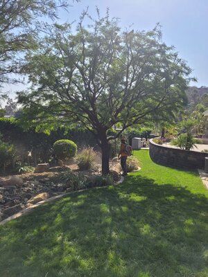 Tree Trimming & Removal — San Diego, CA — CM Precision Tree And Landscape Maintenance Inc.