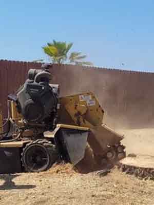 Stump Grinding & Removal — San Diego, CA — CM Precision Tree And Landscape Maintenance Inc.