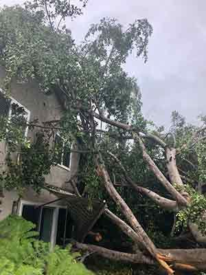 An image of a tree that had professional tree services in San Diego, CA