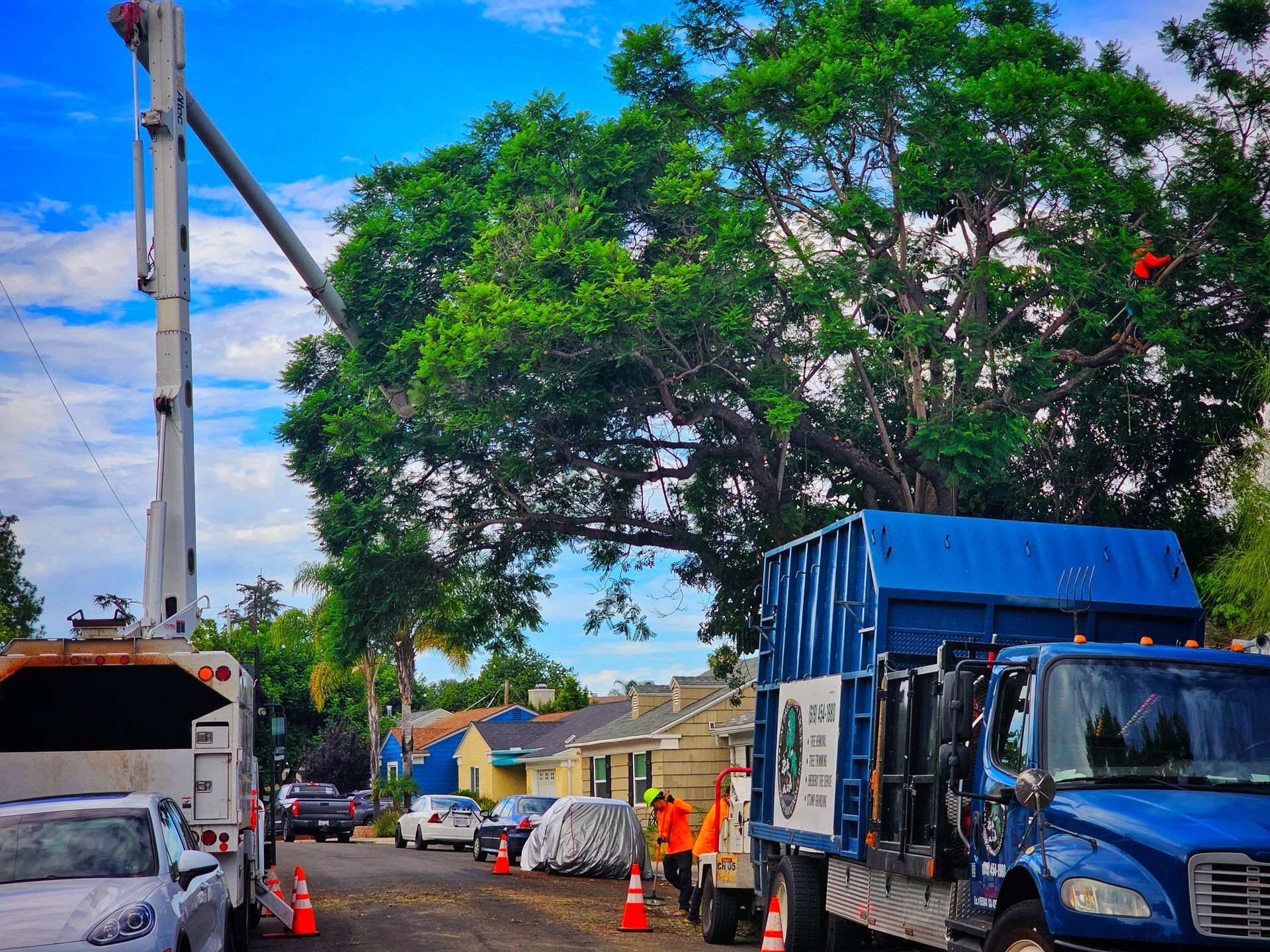 Navigating Dangerous Tree Removal — San Diego, CA — CM Precision Tree And Landscape Maintenance Inc.