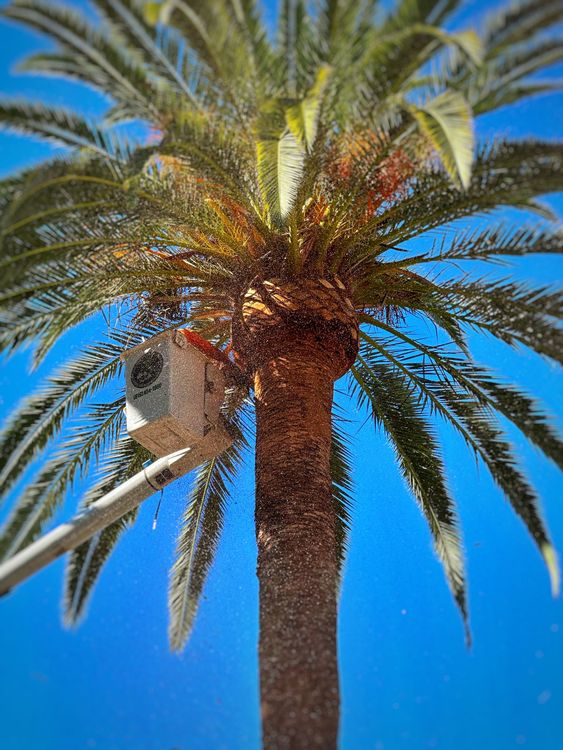 Palm Tree Maintenance — San Diego, CA — CM Precision Tree And Landscape Maintenance Inc.