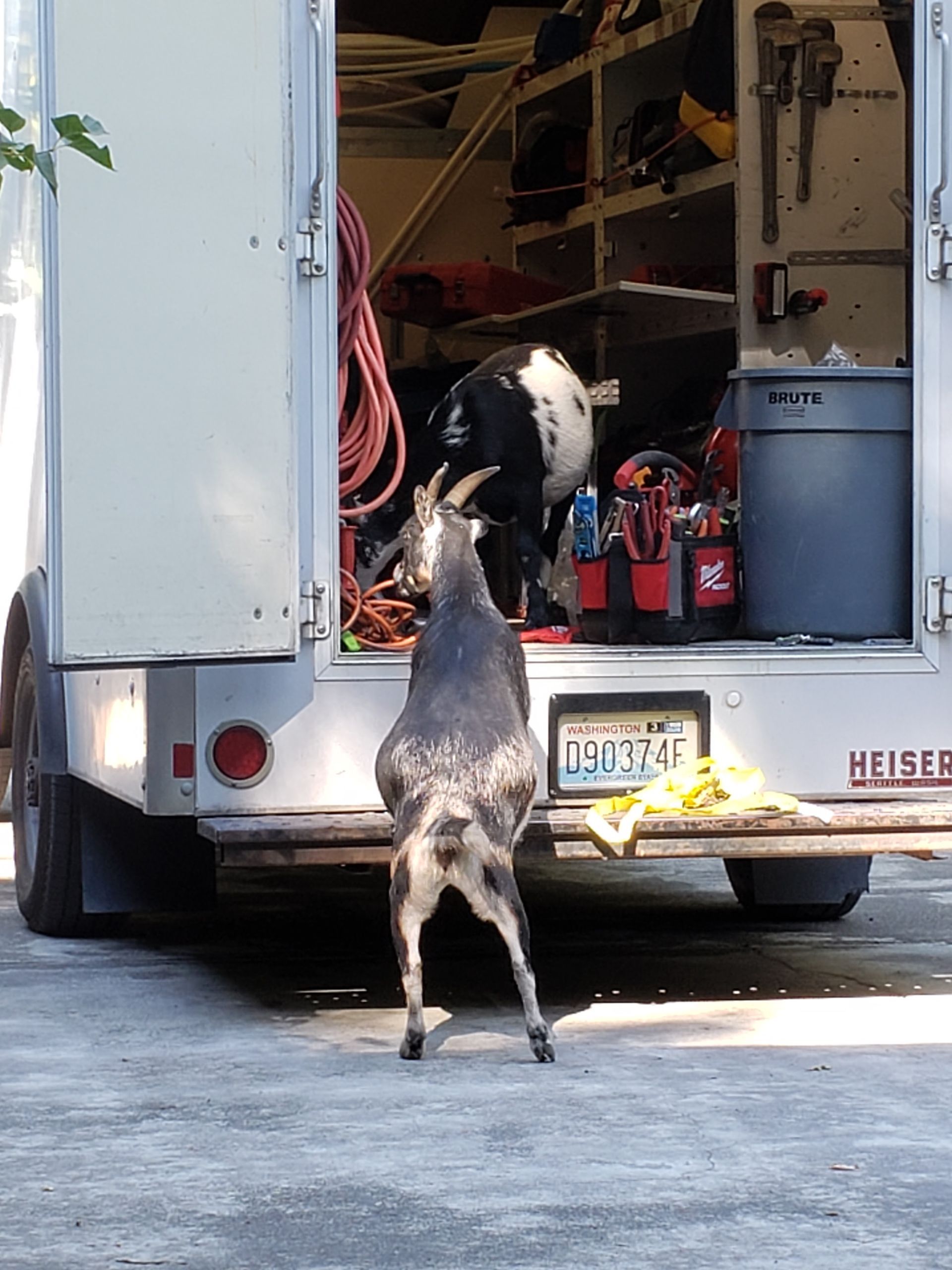 Dog jumping into the back of a work van loaded with tools and equipment