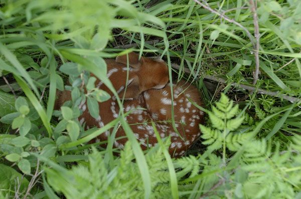 Fawn with white spots curled up in green grass.