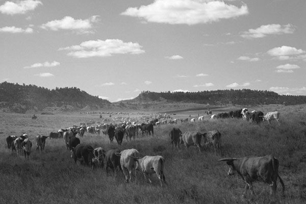 Cattle herd grazing in a grassy field under a cloudy sky. Hills are in the background.