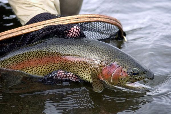 Rainbow trout in a net, showing its colorful side, in water.