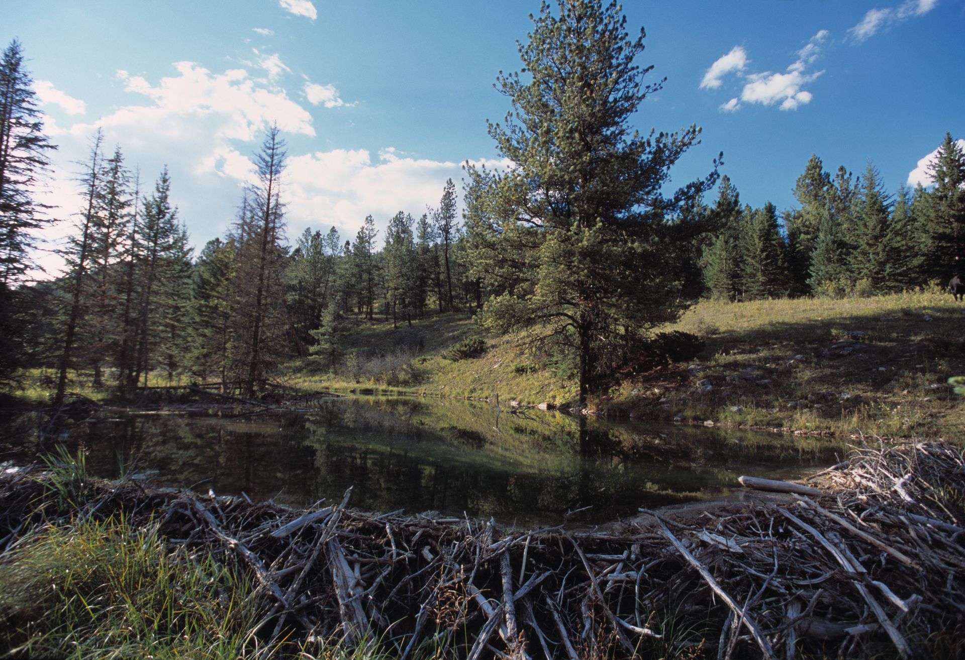 Beaver dam creating a calm pond in a wooded landscape under a blue sky with clouds.