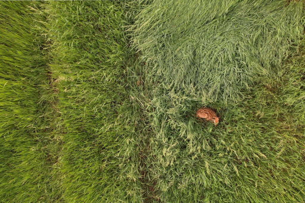Overhead view of a grassy field. One brown object is embedded in the grass.