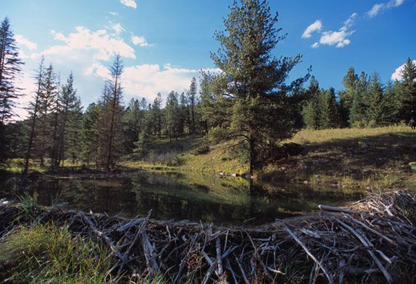 Beaver dam creating a calm pond in a wooded landscape under a blue sky with clouds.