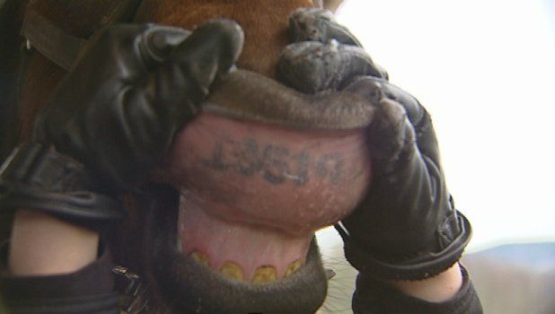 Horse Identification Lip Tattoos