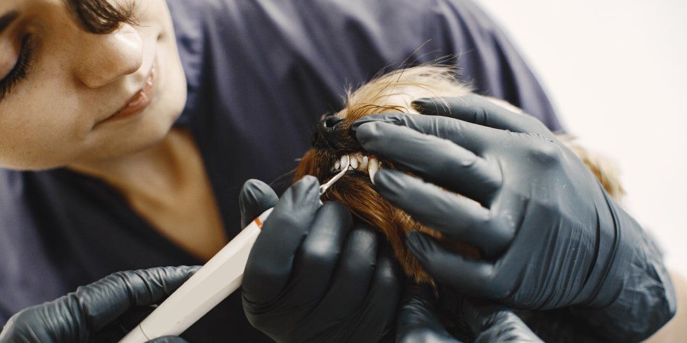 a escovação nos animais deve ser realizada diariamente
