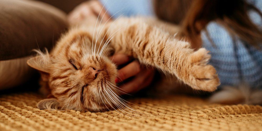 aumenta as opções de terapias complementares para animais pacientes oncológicos