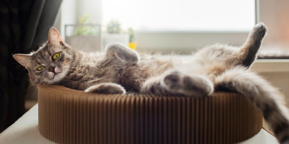 calendário de vacinação felino