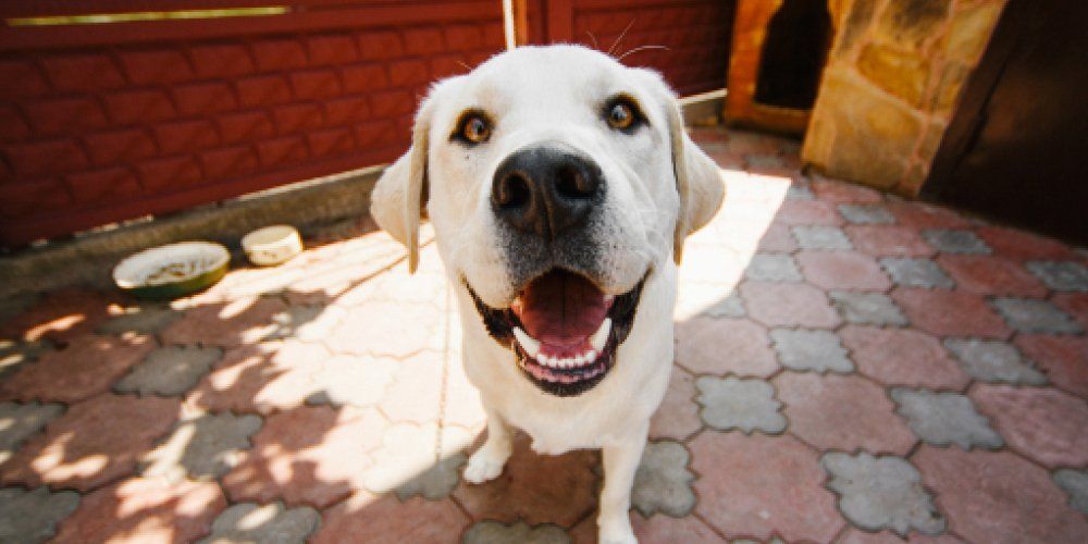 calendário de vacinação para cães