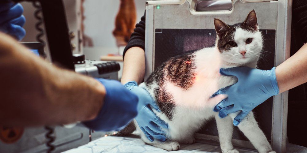 como é feito o diagnóstico na oncologia animal