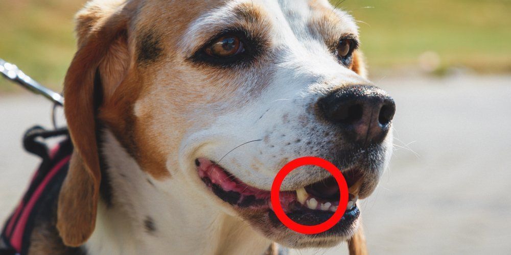 como identificar tártaro nos animais
