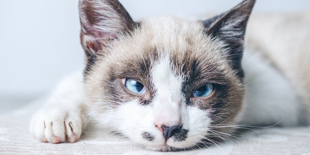 doenças oncológicas em animais