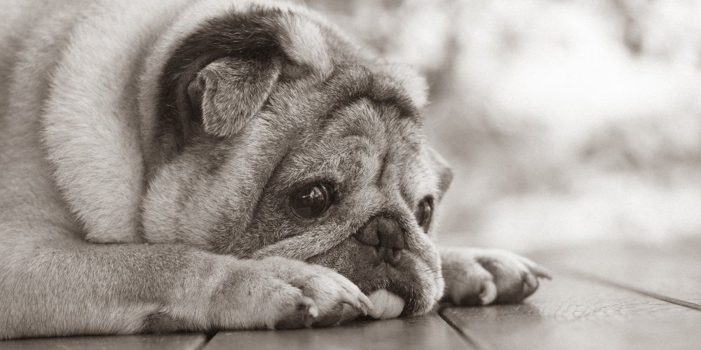 principais causas de câncer em animais