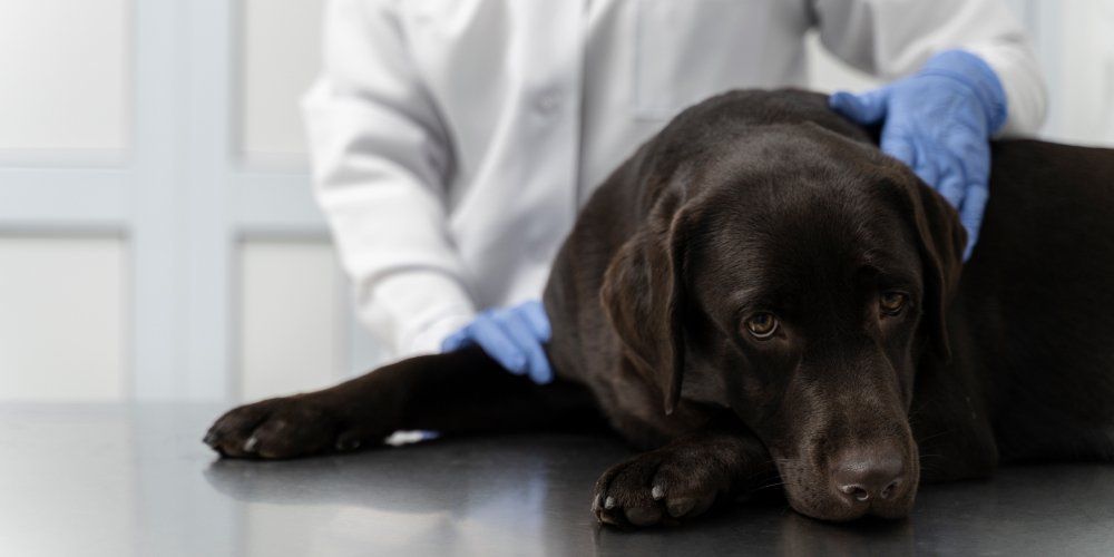 a prevenção é muito importante em casos de câncer em animal