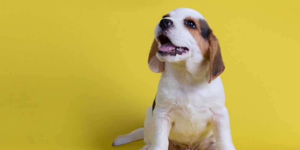 vacina polivalente para cachorros