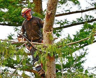 Tree Cutting - Landscape Contractors in Chesapeake, VA