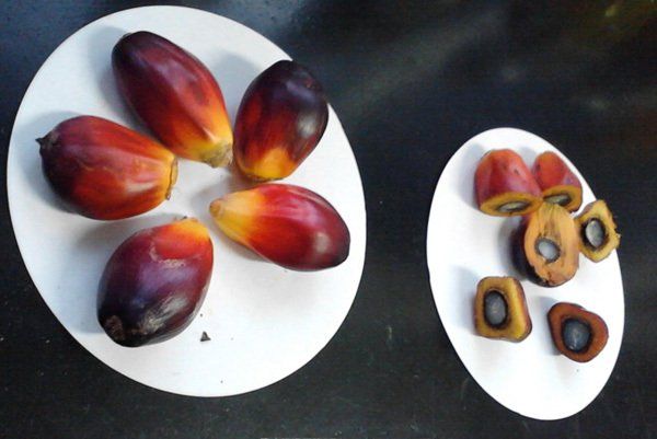 Gordura de Palma - Markju