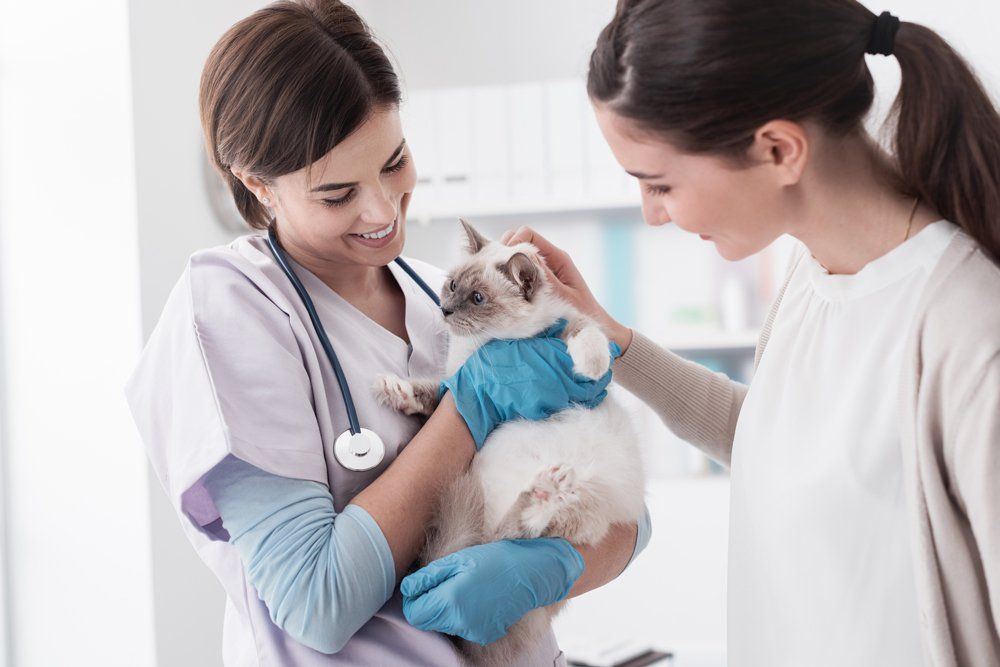Veterinarian Holding Cat — Rio Rancho, NM — Sunrise Veterinary Clinic