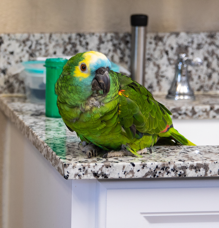 Veterinary Clinic Rio Rancho, NM Sunrise Veterinary Clinic