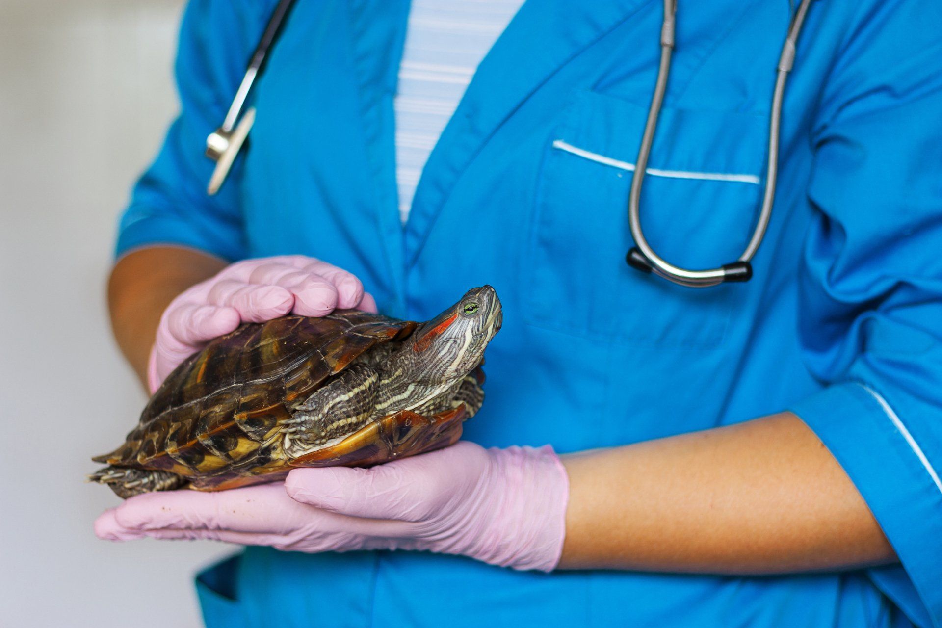 Turtle Being Treated — Rio Rancho, NM — Sunrise Veterinary Clinic