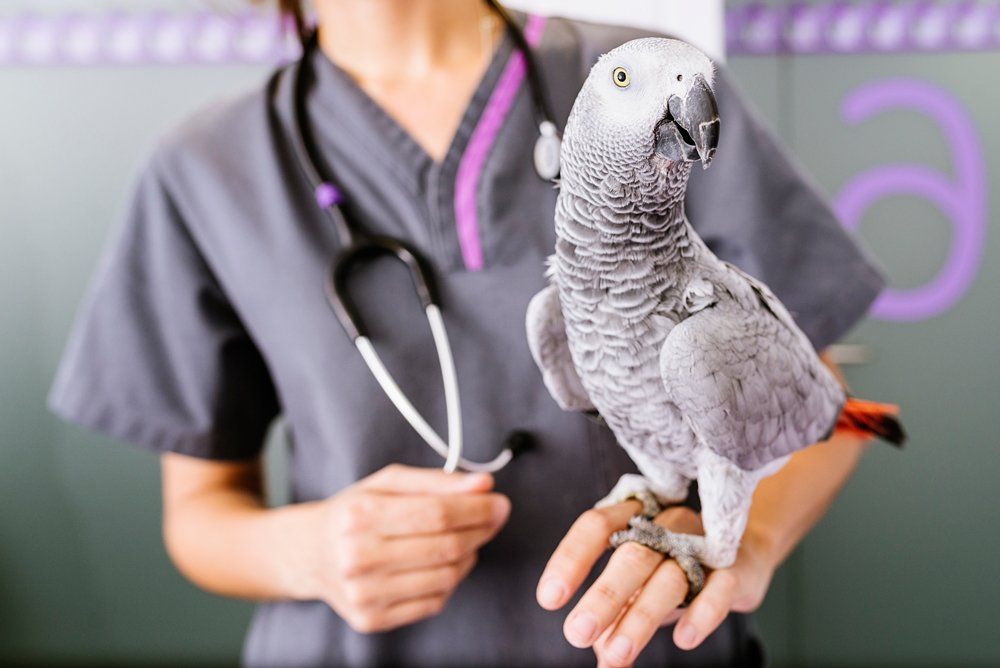 Veterinarian Holding Bird — Rio Rancho, NM — Sunrise Veterinary Clinic