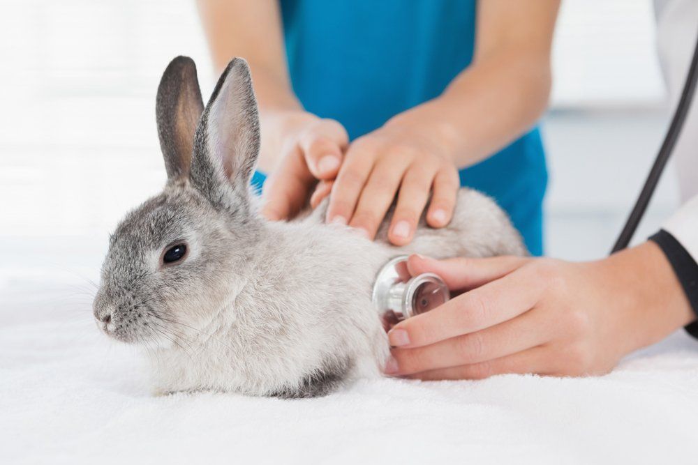 Rabbit Getting Check Up — Rio Rancho, NM — Sunrise Veterinary Clinic