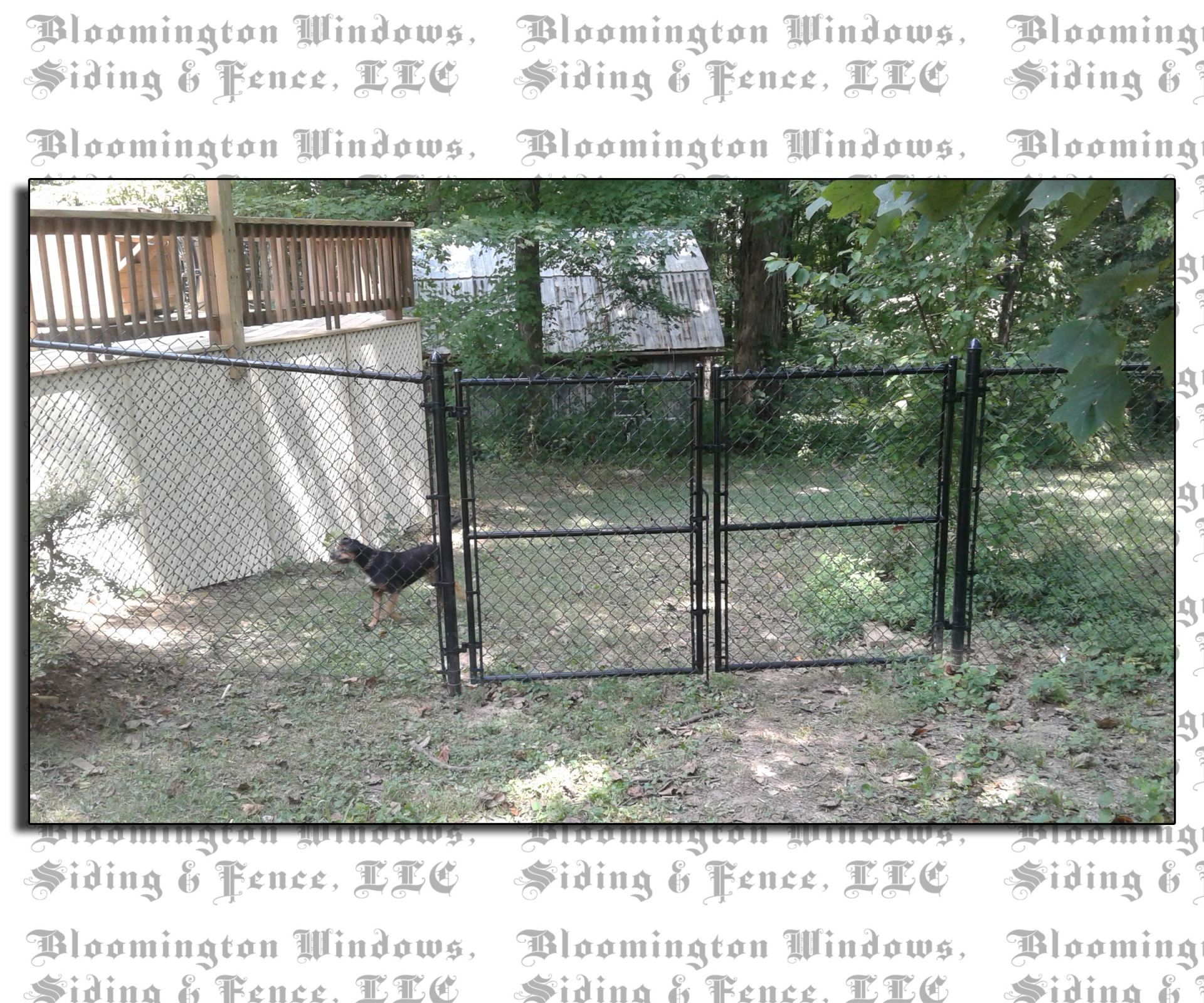 A chicken is standing in front of a chain link fence.