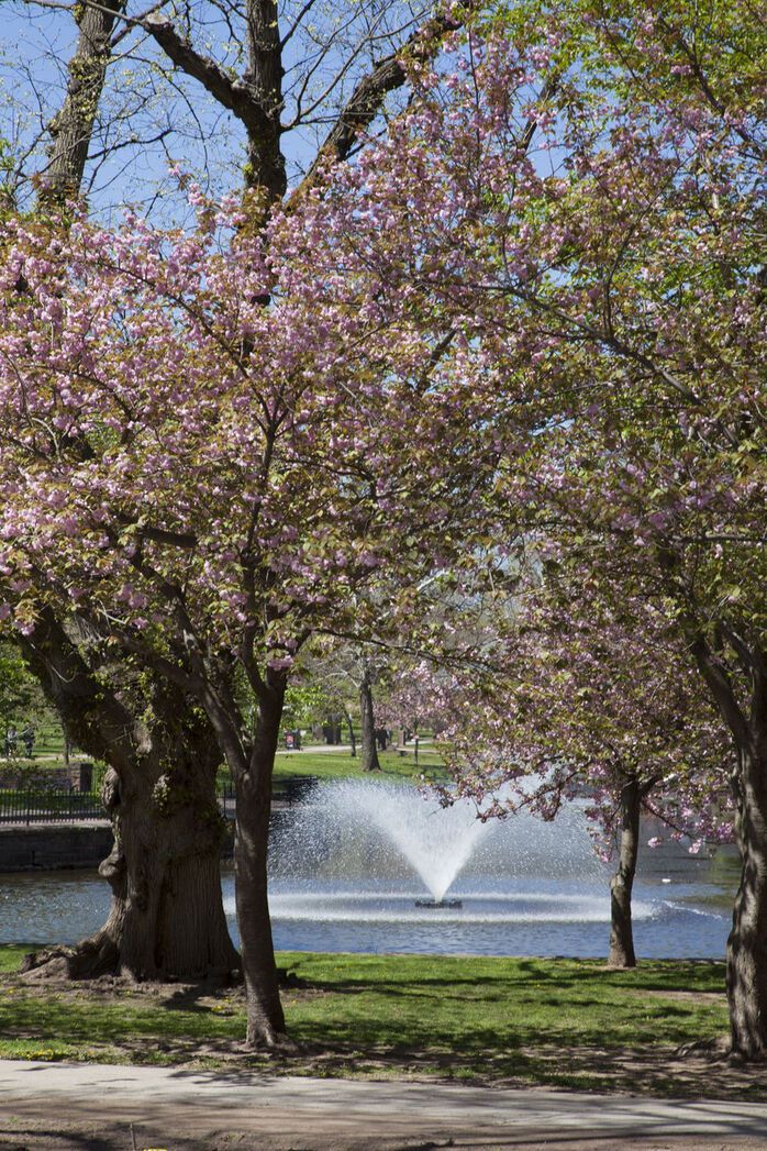 Pink flowering trees frame a fountain in a park. Bright blue sky and green grass.