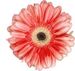 Rhonda Allison products are used in all my facials here in Mount Pleasant and can be purchased under SHOP on the Home Screen. Rhonda Allison products are used in alll my facials here in Mount Pleasant. From antiaging products, ance products, rosacea and sensitive skin products, pigmentation issues, eye care and sunscreens. 
