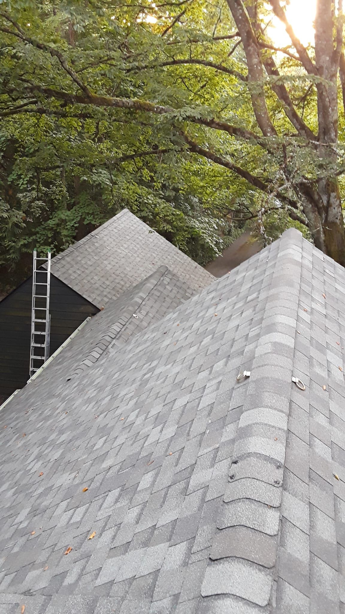 a roof with a ladder on it is surrounded by trees .