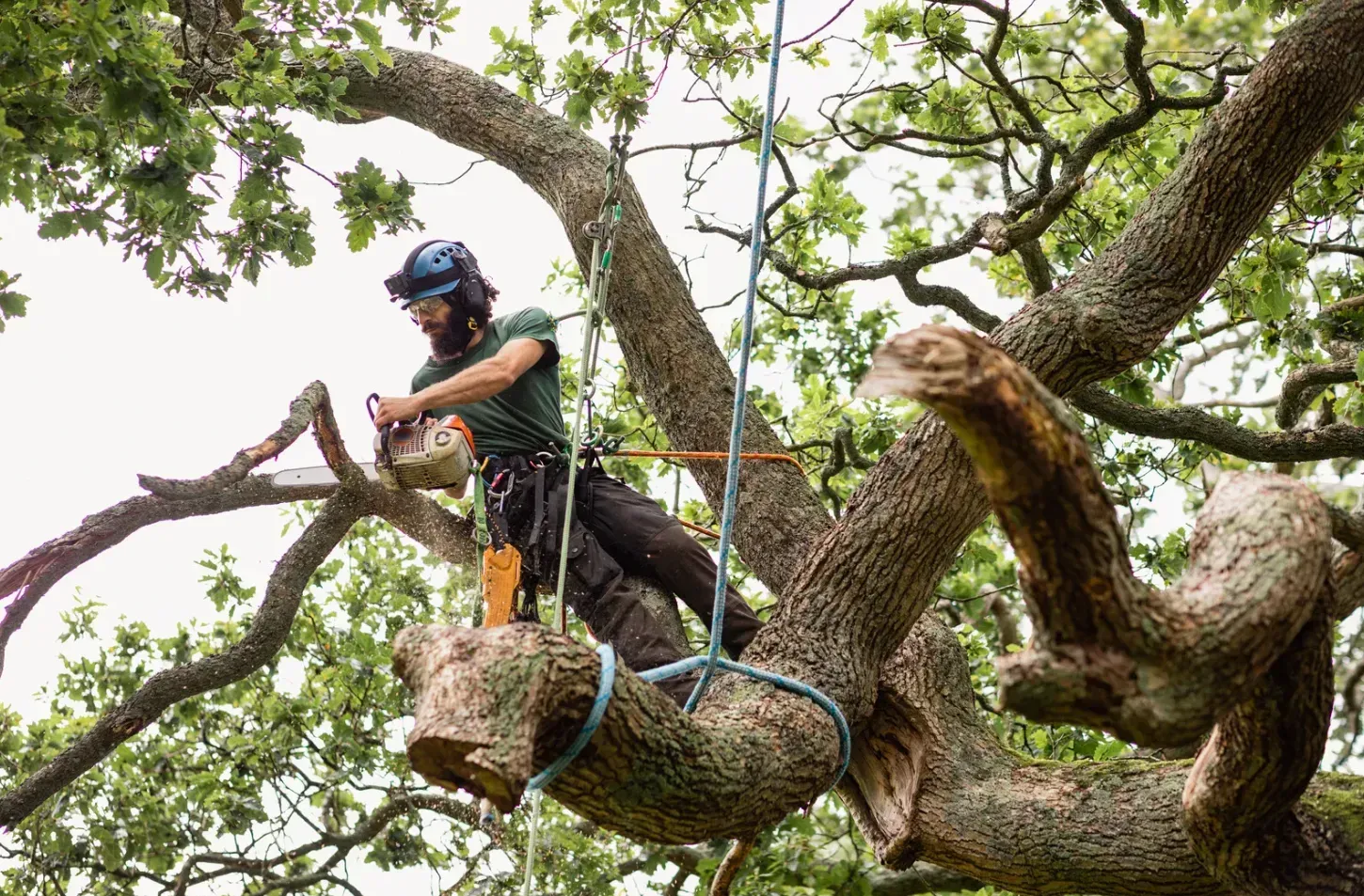 Arborist suspended by ropes while cutting a thick limb.