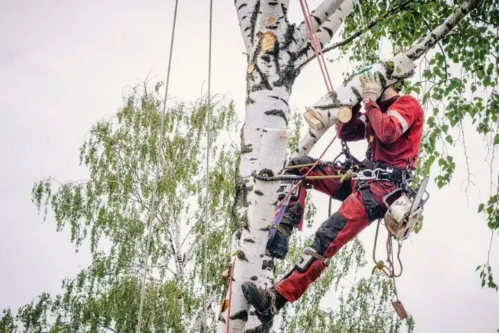 Arborist in safety gear climbing a tall birch tree.