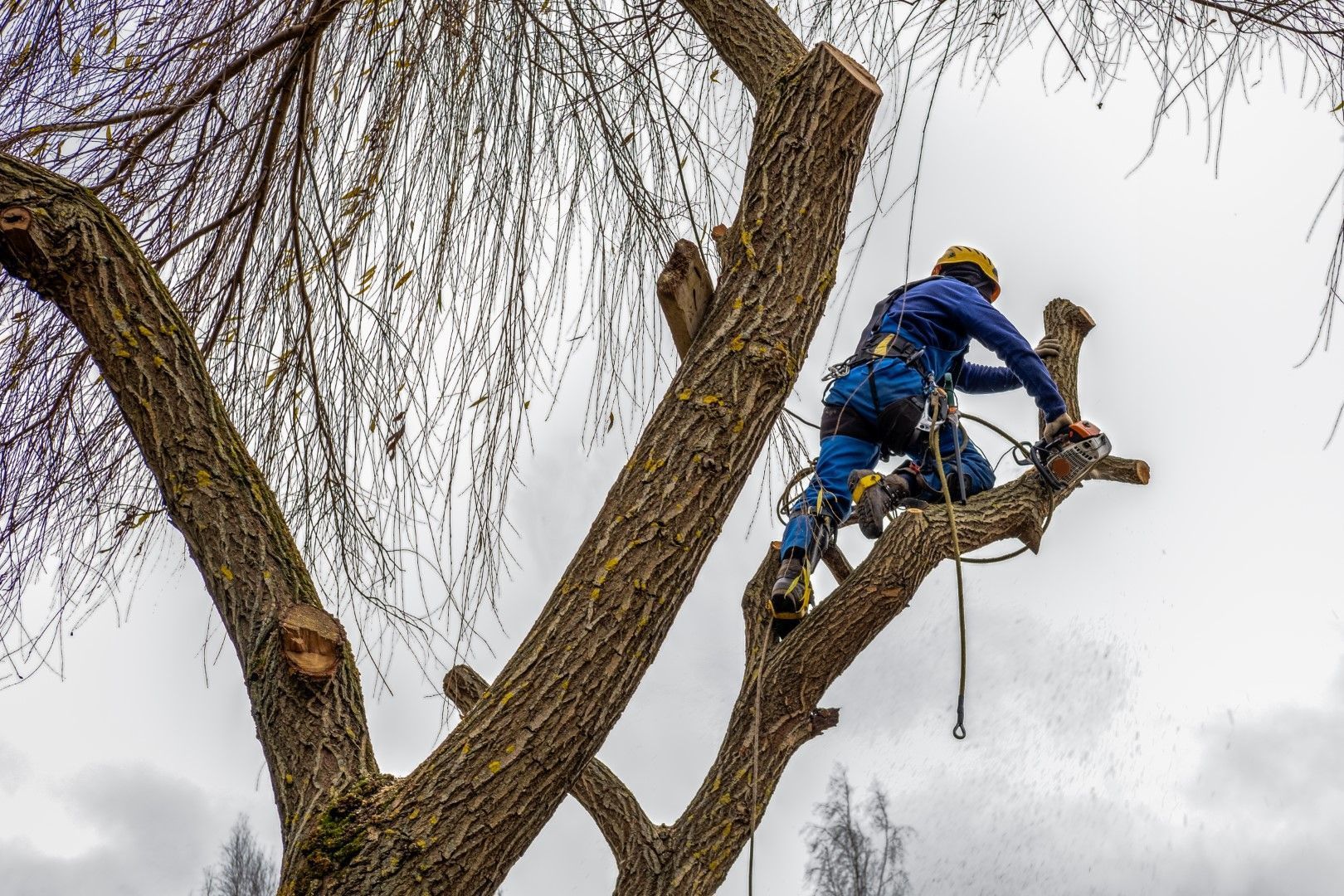 Specialist climbing high to prune a large deciduous tree.