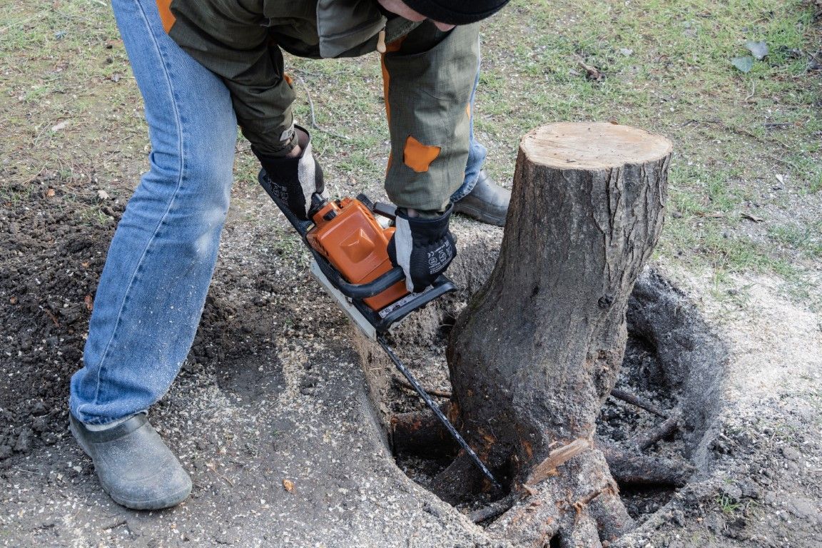 Worker using a chainsaw to cut a tree stump.