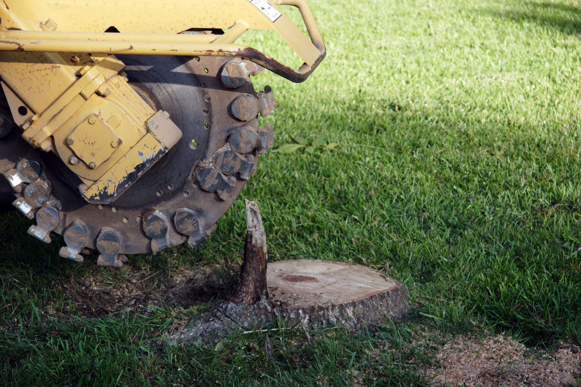 A stump grinder is cutting a tree stump in the grass.