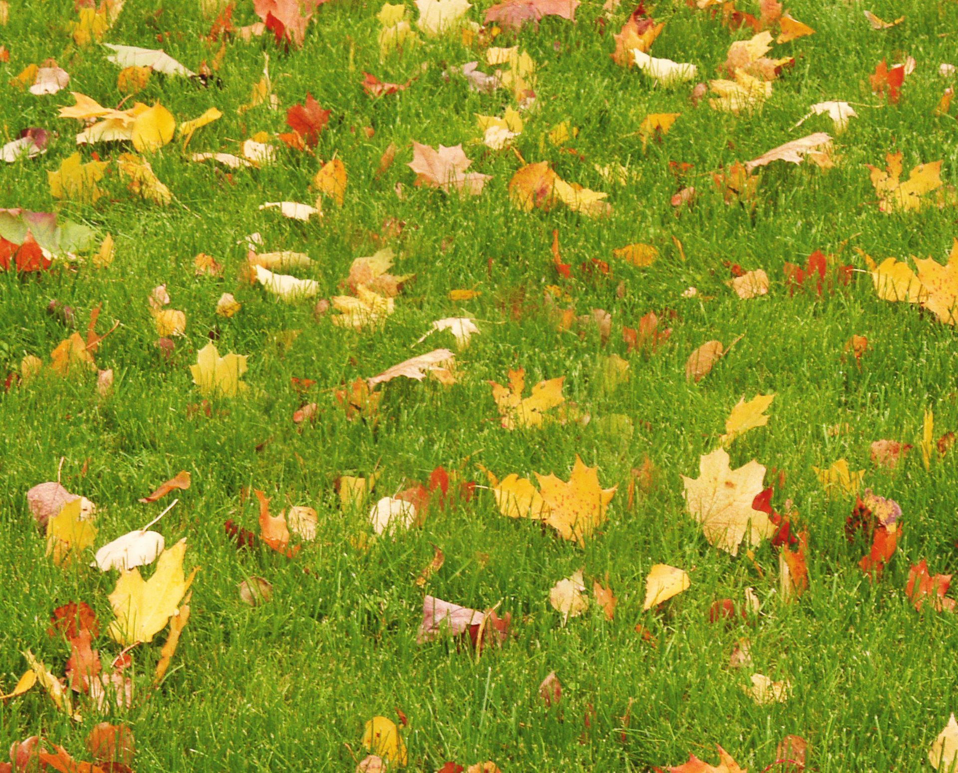 Fall leaves covering a lawn in central Illinois — exactly the buildup Harkins Landscaping removes before the ground freezes