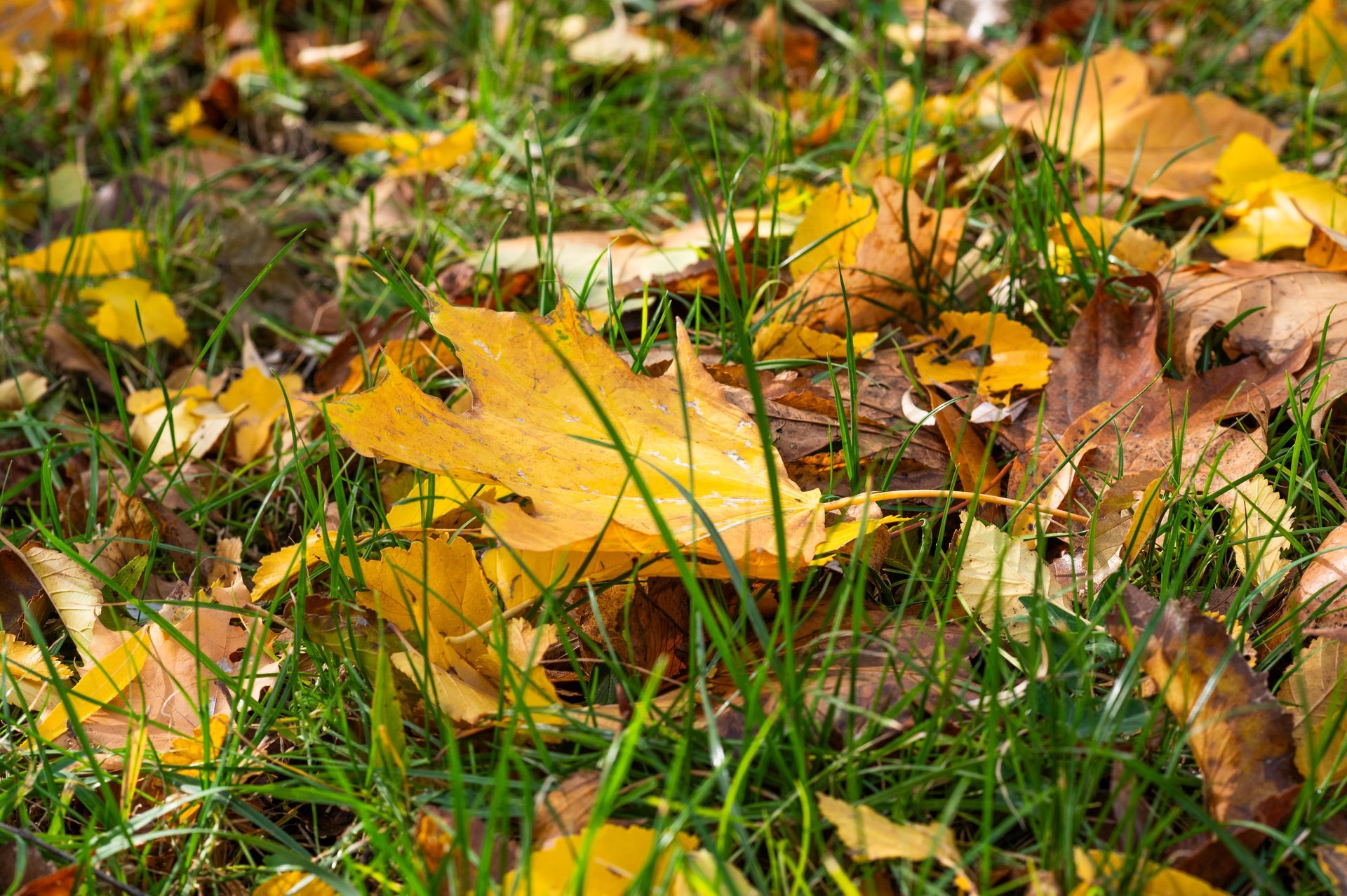 Yellow autumn leaves scattered across green grass — the kind of leaf buildup that needs removal before Illinois winter sets in