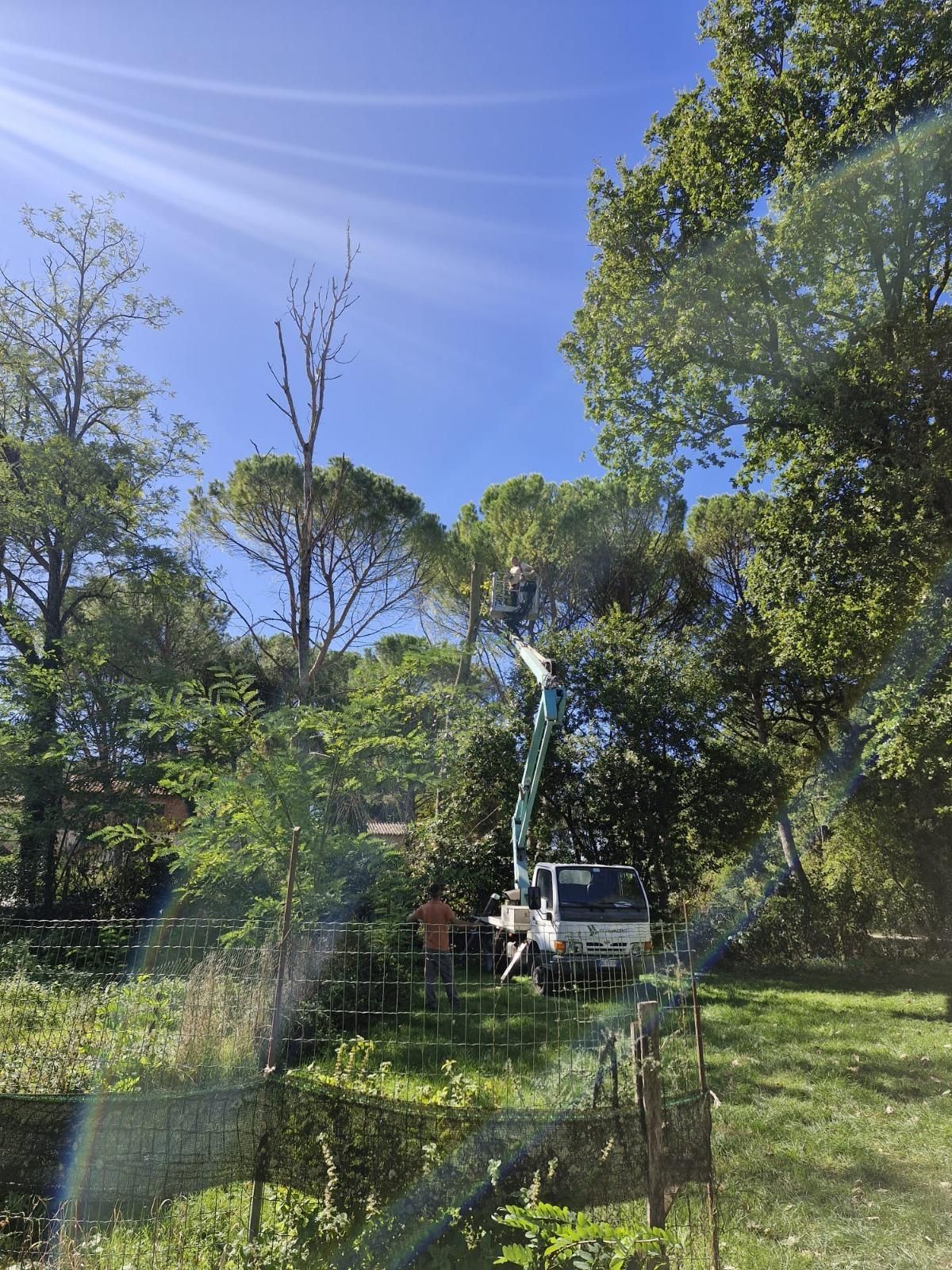 Potatura di alberi con carrello elevatore. 