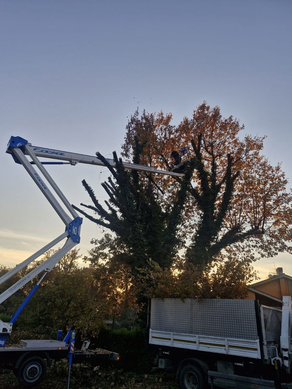 Uomo che pota un albero con una piattaforma elevatrice