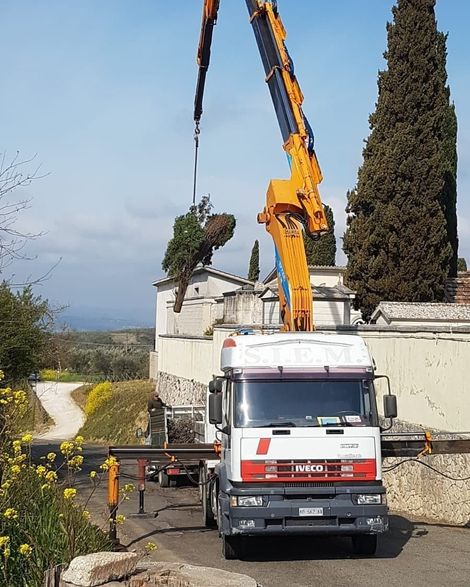 Gru che solleva un albero.