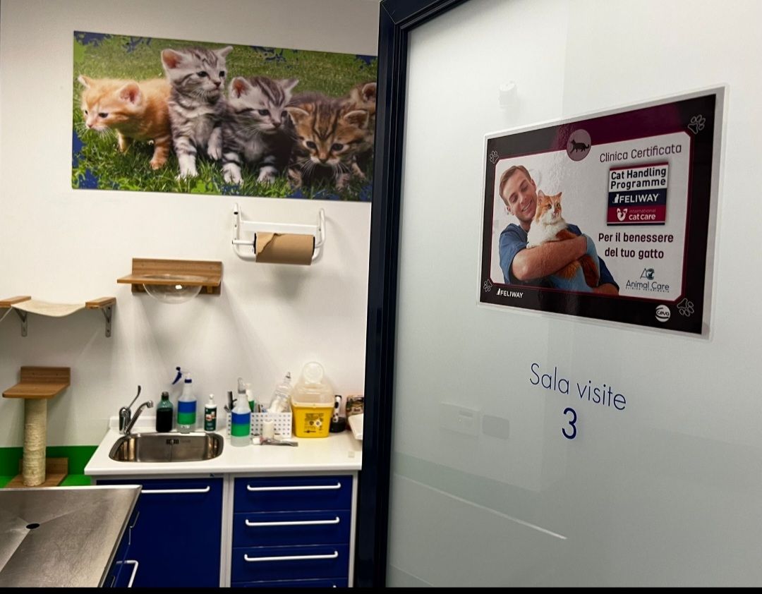 Sala dedicata alla cura dei gatti