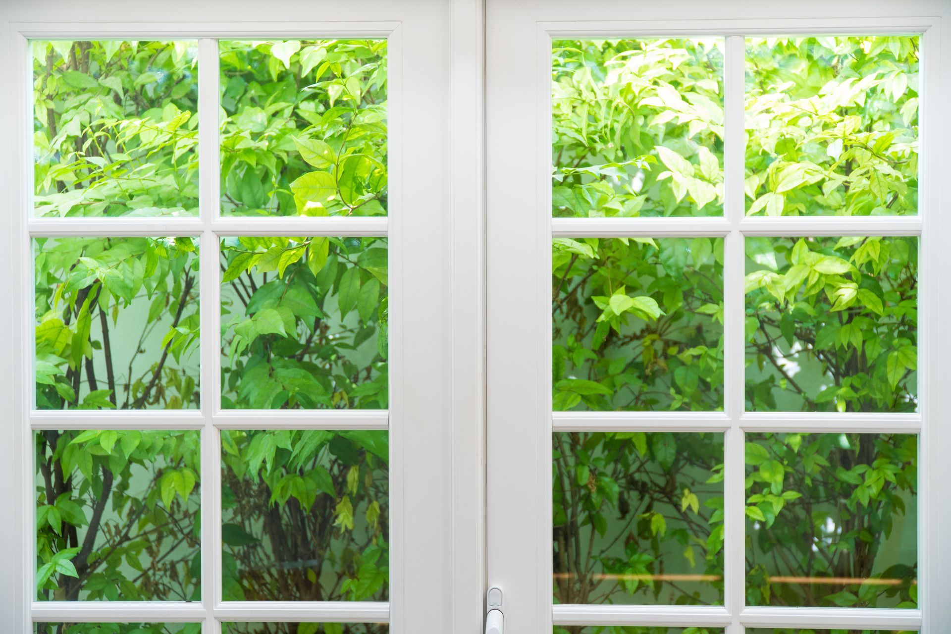 A white door with a lot of green leaves behind it.