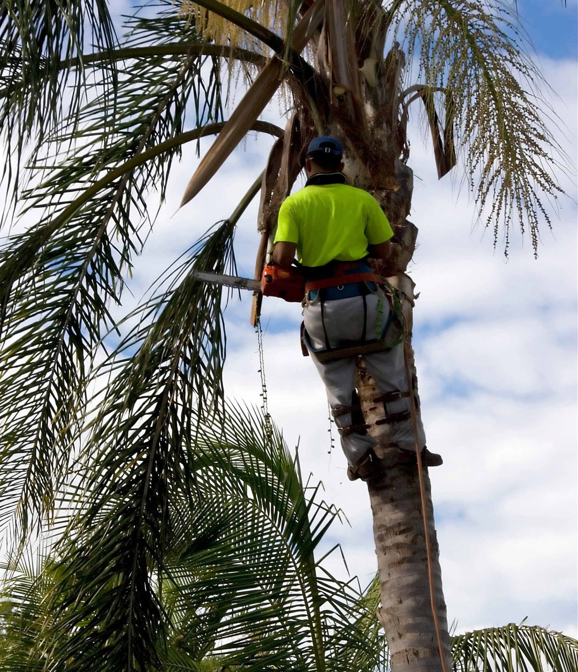 Man climbing a palm tree with a chainsaw for tree cutting.