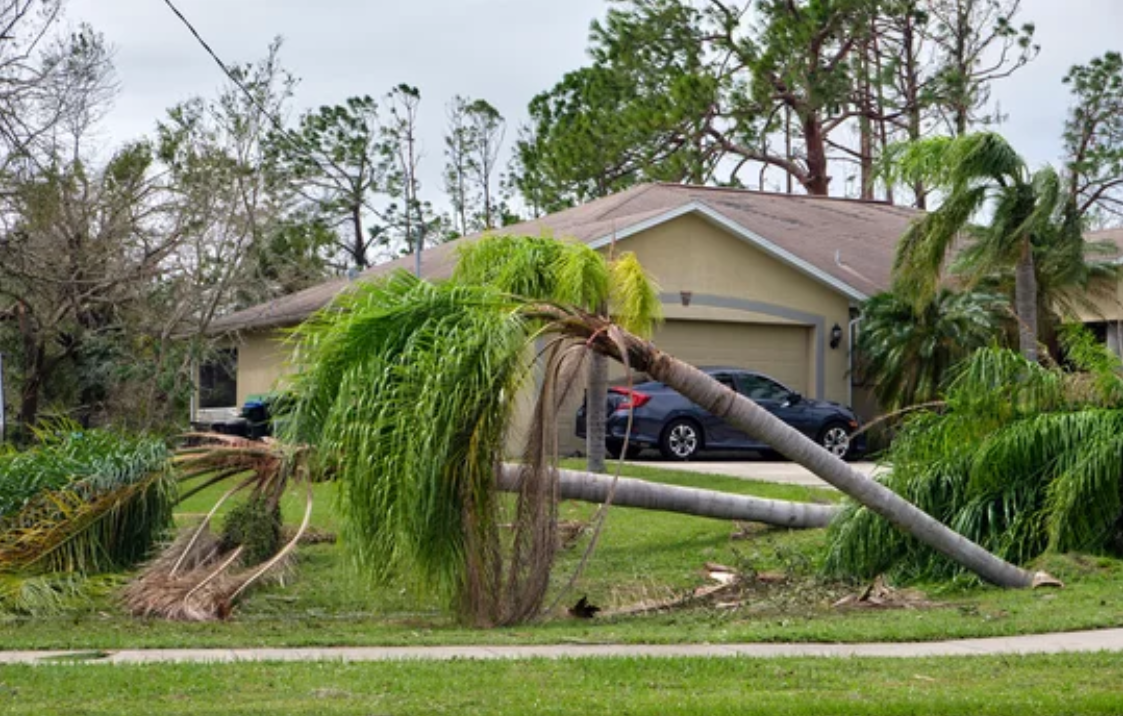 A fallen palm tree lying on the ground after a hurricane, with its fronds scattered around.